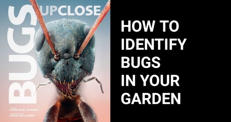 How to Identify Bugs in Your Garden