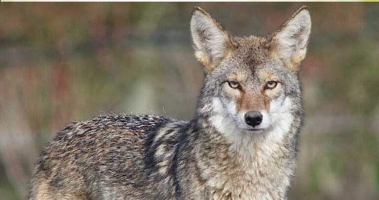 Lifespan and Habitat of Coyotes