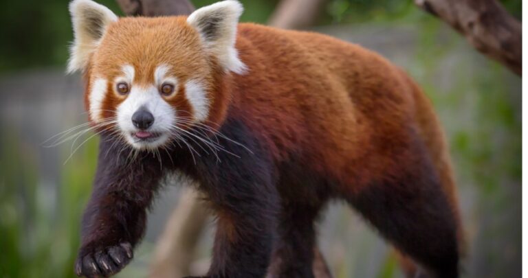 Red Panda Facts