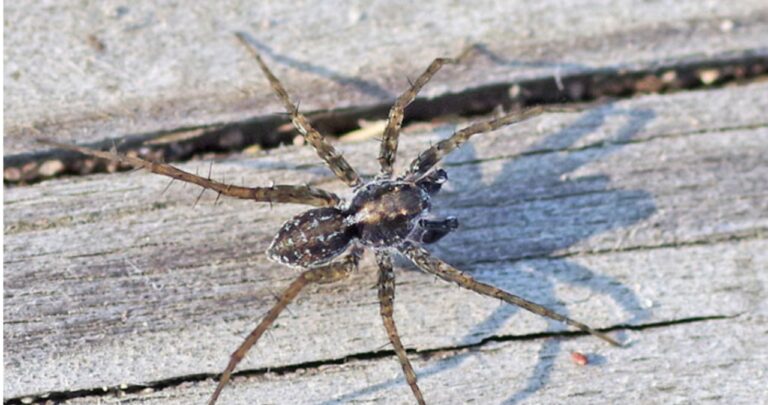 Symptoms of Wolf Spider Bite