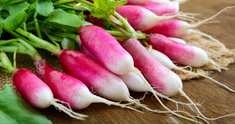 Radish: A Versatile Root Vegetable